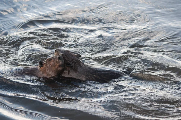 Beaver Zvířata Páru Vodě Upravovat Navzájem Při Odhalování Jejich Těla — Stock fotografie