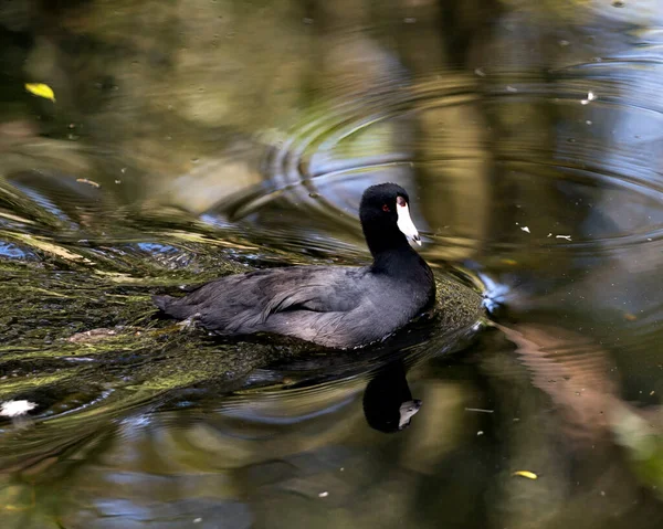 Μαύρο Scoter Αμερικανικό Πουλί Scoter Κλείσει Κολύμπι Στο Νερό Εμφανίζοντας — Φωτογραφία Αρχείου