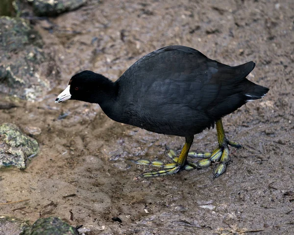 Schwarzer Scoter Oder American Scoter Vogel Aus Nächster Nähe Wasser — Stockfoto