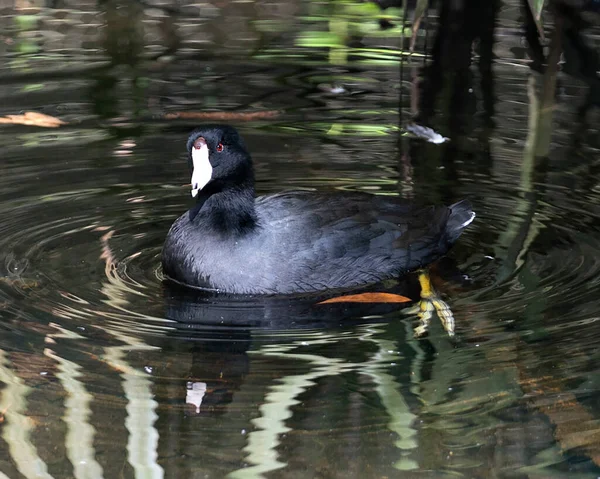 Black Scoter Oder American Scoter Vogel Aus Nächster Nähe Schwimmt — Stockfoto