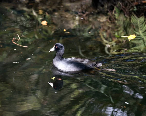 Black Scoter Oder American Scoter Vogel Aus Nächster Nähe Schwimmt — Stockfoto
