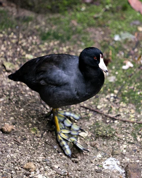 Black Scoter Oder American Scoter Vogel Aus Nächster Nähe Wasser — Stockfoto