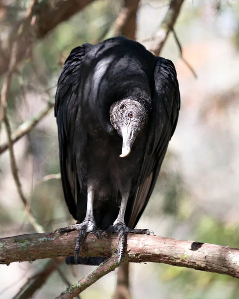 Black Vulture Fågel Närbild Profil Visa Sittande Ser Sidled Visar — Stockfoto