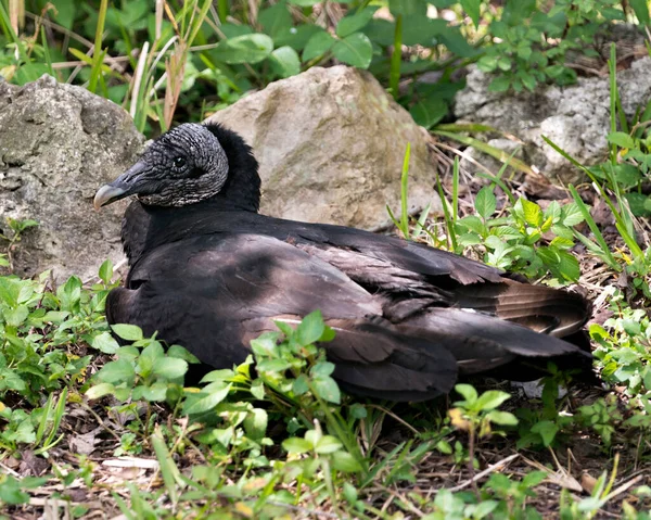 Pájaro Buitre Negro Cerca Descansando Con Fondo Roca Follaje Primer — Foto de Stock