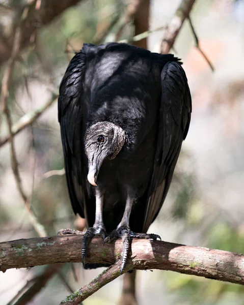 Black Vulture Bird Close Profile View Perched Looking Side Ways — Stockfoto