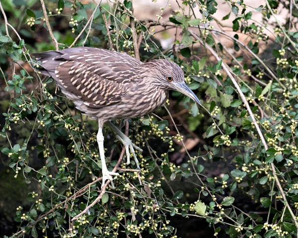 Héron Nuit Juvénile Vue Rapprochée Oiseau Juvénile Perché Sur Une — Photo