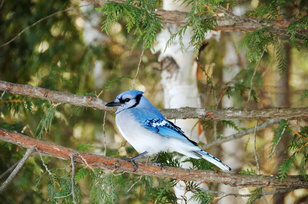 青いジェイ鳥は その体 足を公開しながら 冬の季節を楽しんで その野生の環境と周辺でくちばし — ストック写真