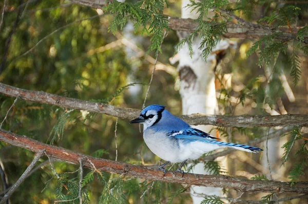 青いジェイ鳥は その体 足を公開しながら 冬の季節を楽しんで その野生の環境と周囲のボケの背景でくちばし — ストック写真