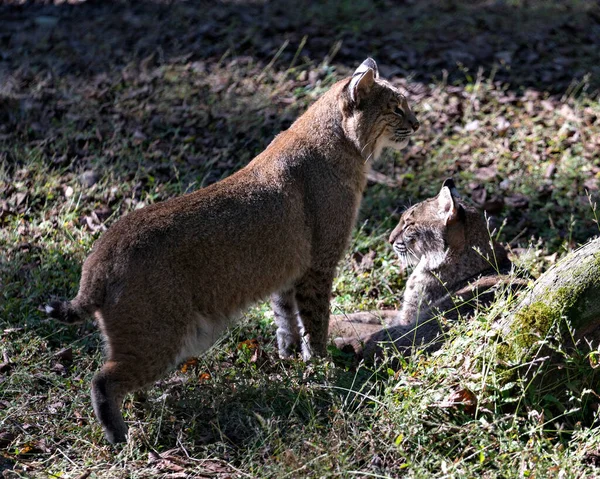 Bobcat Állat Pár Kölcsönhatásba Lépnek Egymással Miközben Kiteszi Testüket Arcok — Stock Fotó