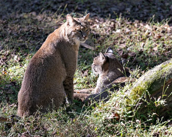 Bobcat Állat Pár Kölcsönhatásba Lépnek Egymással Miközben Kiteszi Testüket Arcok — Stock Fotó