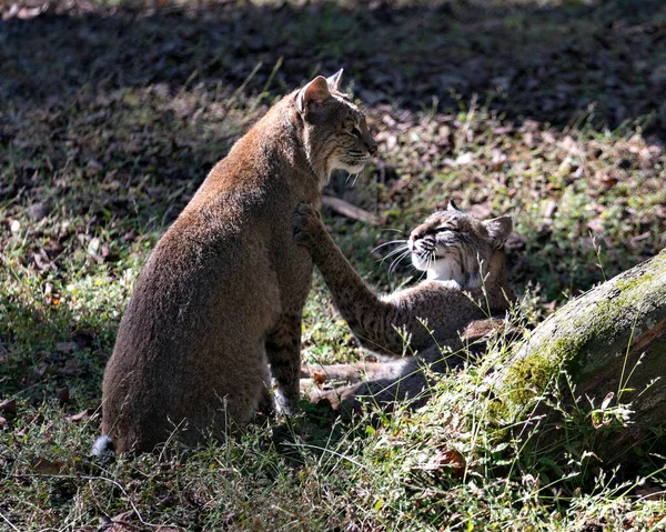 Bobcat Zvířecí Pár Interakci Mezi Sebou Zatímco Odhaluje Jejich Těla — Stock fotografie
