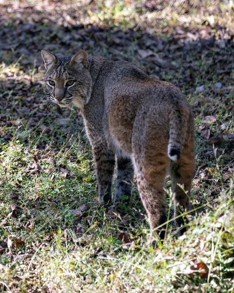 Bobcat Állat Sétál Területen Miközben Kitéve Test Arc Fej Fül — Stock Fotó