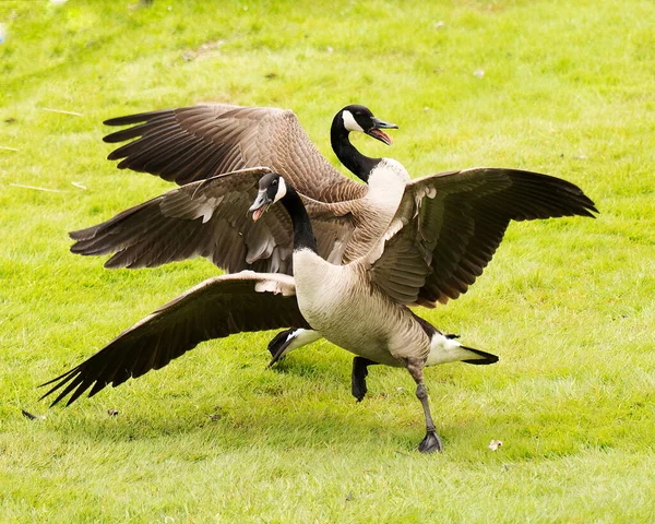 Canadian Geese couple with spread wings in courtship and enjoying its environment and habitat. Spread wings. Migratory bird. Bird migration. Love birds.