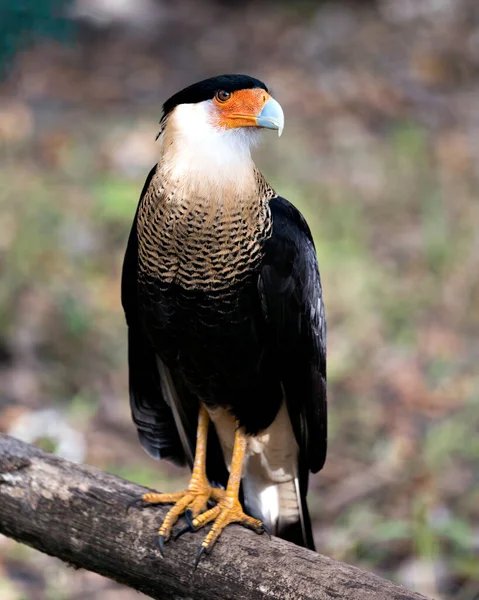 Caracara Bird Close Profilo Vista Appollaiato Ramo Tronco Esponendo Corpo — Foto Stock