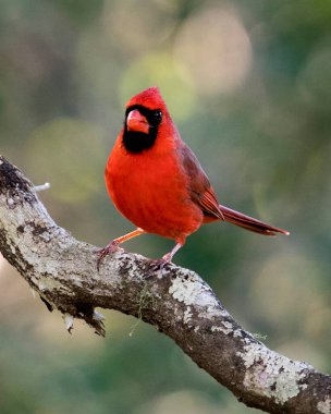 Cardinal bird close-up profile view female perched on a branch showing its body, head, eye, beak while enjoying its habitat and environment. Christmas card. Christmas season.