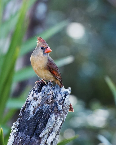 Cardenal Pájaro Primer Plano Vista Del Perfil Femenino Encaramado Una —  Fotos de Stock