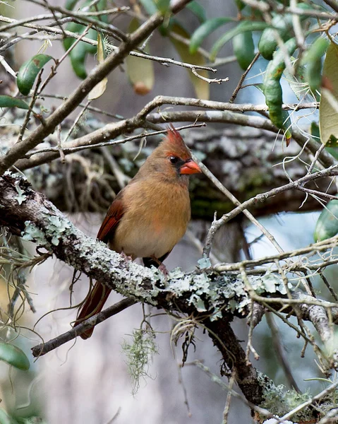 Cardinal Bird Close Profile View Female Perched Branch Showing Its — Photo
