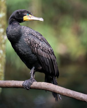 Karabatak kuş, siyah tüyleri, başı, gözü, gagası ve çevresindeki güneş ışığıyla güneşlenişini gösteren bir dalın üzerine tünemiş profil görüntüsünü kapatır..