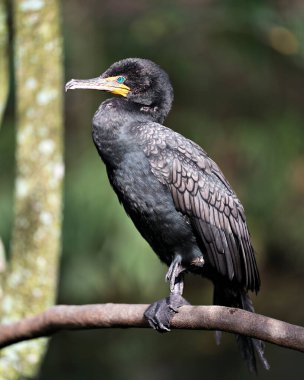 Karabatak kuş, bir dalın üzerine tünemiş kafasının, gözünün, gagasının ve etrafındaki güneş ışığının tadını gösteren bir dalın profil görüntüsünü kapatır..