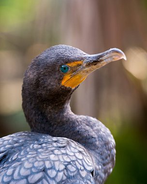 Cormorant bird head shot close up profile view head, eye, beak, black plumage and with a blur background.