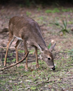 Geyik hayvani beyaz kuyruklu sevgili baş yakın plan profili arka planı ile başını, kulaklarını, gözlerini, gözlerini, burnunu, etrafını ve çevresini kaplayan kahverengi kürkü ortaya çıkarıyor..