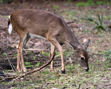 Geyik hayvani beyaz kuyruklu sevgili baş yakın plan profili arka planı ile başını, kulaklarını, gözlerini, gözlerini, burnunu, etrafını ve çevresini kaplayan kahverengi kürkü ortaya çıkarıyor..