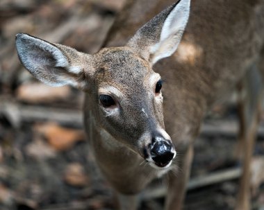 Geyik (beyaz kuyruklu geyik) başını, kulaklarını, gözlerini, burnunu, çevresini ve çevresini gösteren yakın plan kafa görüntüsü.