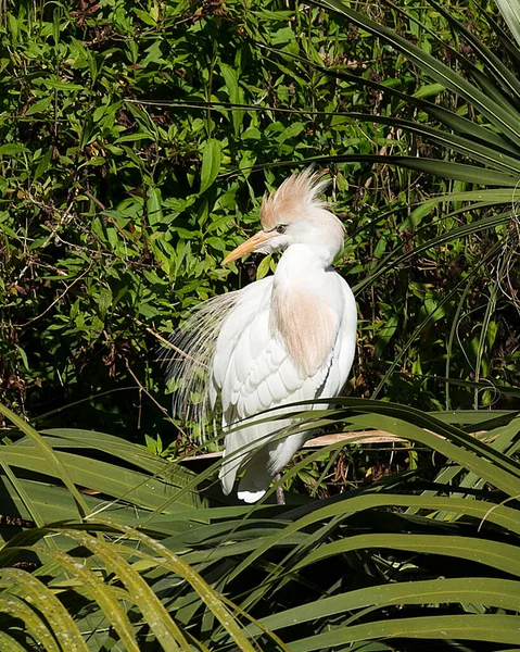 Kuhreiher Vogel Hockt Auf Ästen Und Legt Seinen Körper Kopf — Stockfoto