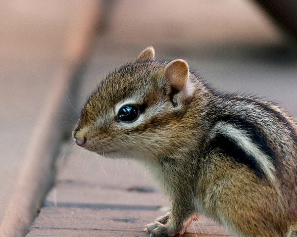 Chipmunk Tierbaby Mit Braunem Fell Kopf Auge Nase Ohren Pfoten — Stockfoto
