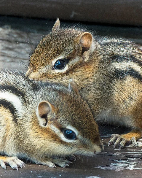 Chipmunk Animal Babies Exposing Bodies Head Shot Eye Nose Ears — 图库照片