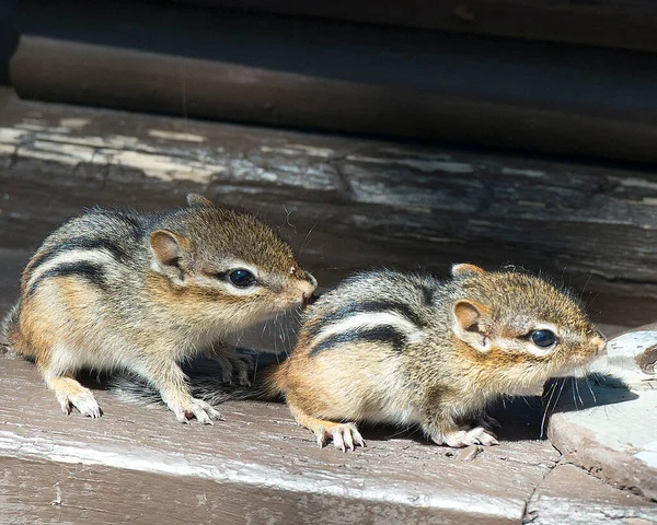 足を環境や周囲にさらけ出すチプムンク動物の赤ちゃん — ストック写真