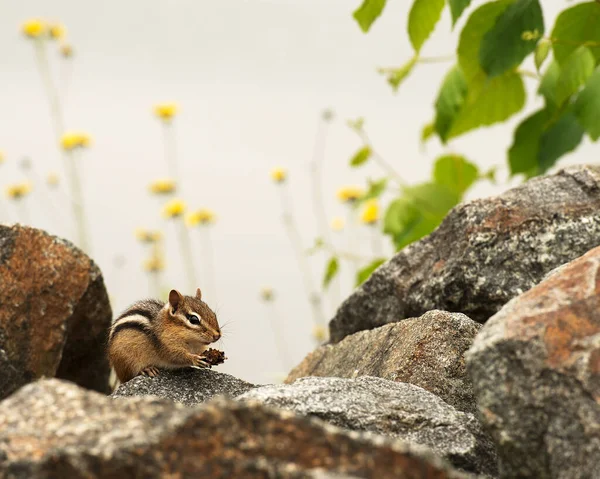 Streifenhörnchen Auf Dem Feld Mit Schönen Blütenblättern Die Sich Ernähren — Stockfoto