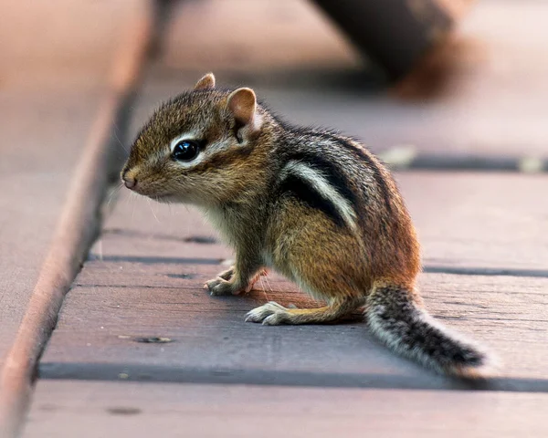 Chipmunk Animal Baby Exposing Itheir Bodies Head Eye Nose Ears — Stock Photo, Image