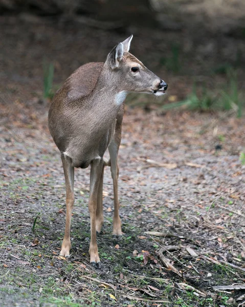 白尾鹿的头部特写 背景粗壮 周围的棕色毛皮和周围环境都能看到 — 图库照片