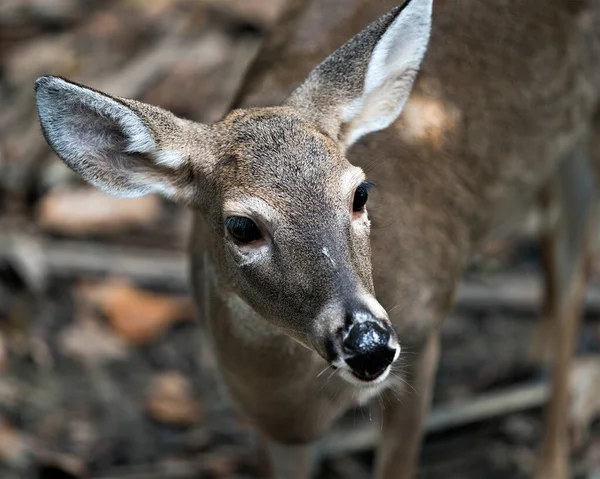 周囲を露出する鹿 白尾鹿 — ストック写真