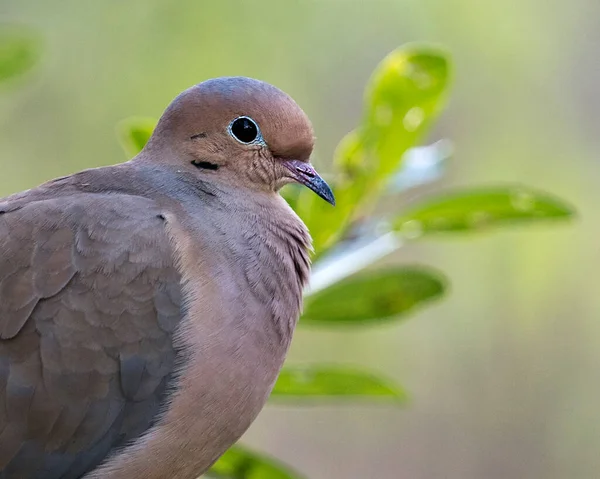 Mourning Dove Head Shot Close Profile View Displaying Body Head — Stock Photo, Image