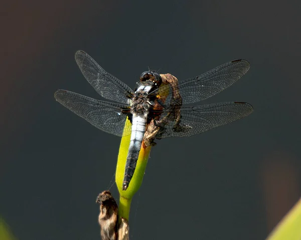 Nahaufnahme Eines Libellenprofils Auf Einem Rohrkolben Mit Schwarzem Hintergrundkontrast Seiner — Stockfoto