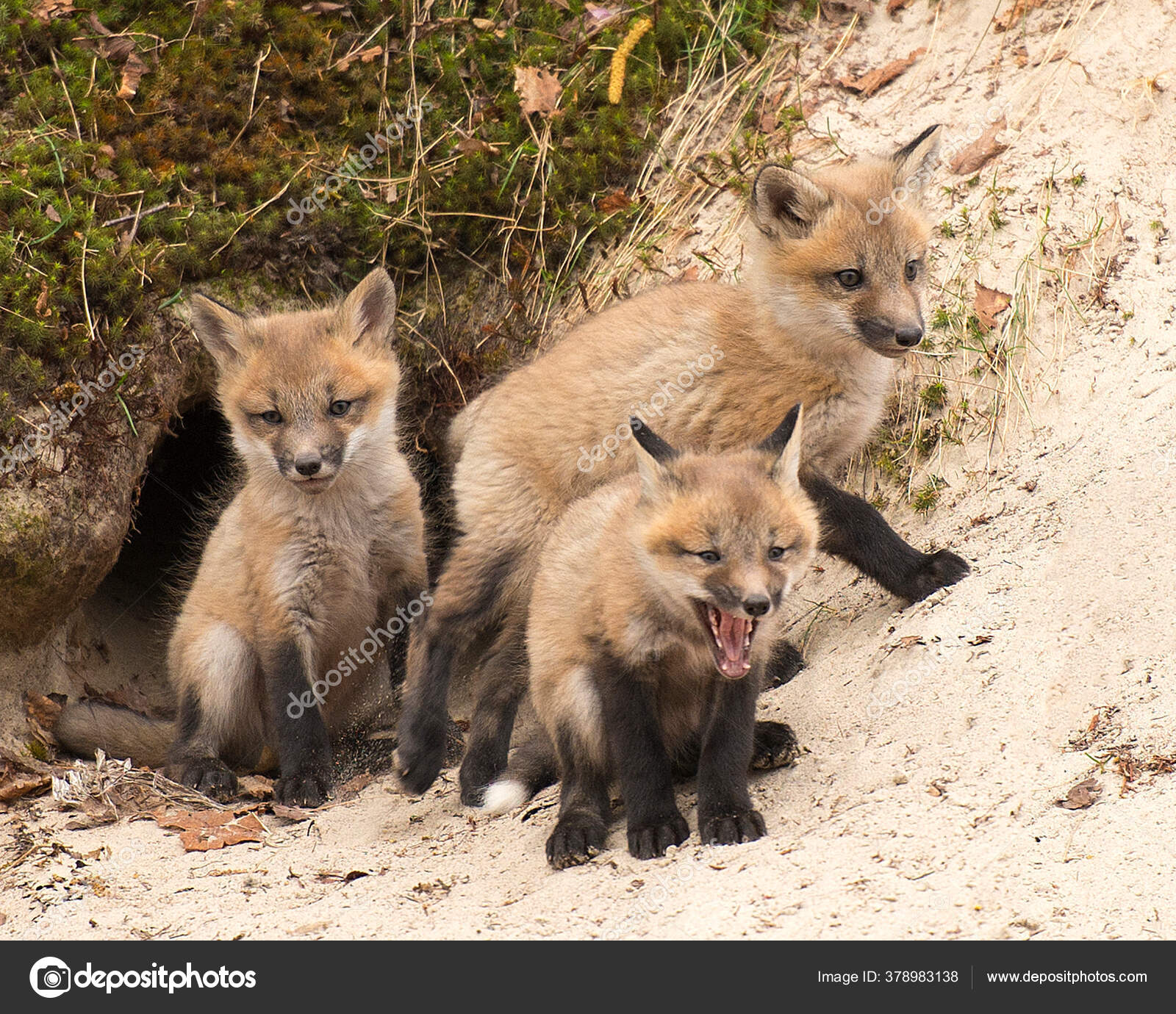 Fox Red Fox Baby Animal Kit Foxes Forest Enjoying Its Stock Photo by  ©RejeanAline 378983138