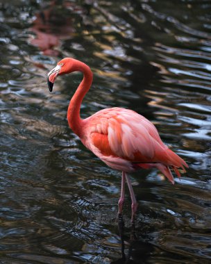 Sudaki flamingo kuşu yakından profil görüntüsü geniş kanatları, güzel tüyleri, pembe tüyleri, kafası, uzun boynu, gagası, gözü, su arka planıyla çevrili ve çevresindeki.
