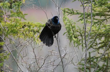 Grackle kuş, ormandaki ladin ağaçlarıyla çevrili bulanık bir zemin ile tüneyerek vücudunu, tüylerini, başını, başını, gözlerini, gagasını ortaya çıkardı..