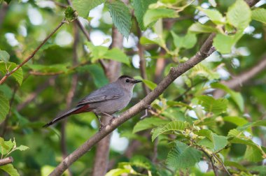 Grackle kuş, ormandaki ladin ağaçlarıyla çevrili bulanık bir zemin ile tüneyerek vücudunu, tüylerini, başını, başını, gözlerini, gagasını ortaya çıkardı..