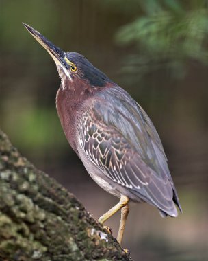 Yeşil balıkçıl kuşu mavi tüyleri, gövdesi, gagası, başı, gözü, ayakları çevresindeki bokeh arka planı ve çevresini gösteren bir dala tünemişti..