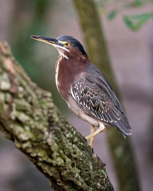 Yeşil balıkçıl kuşu mavi tüyleri, gövdesi, gagası, başı, gözü, ayakları çevresindeki bokeh arka planı ve çevresini gösteren bir dala tünemişti..