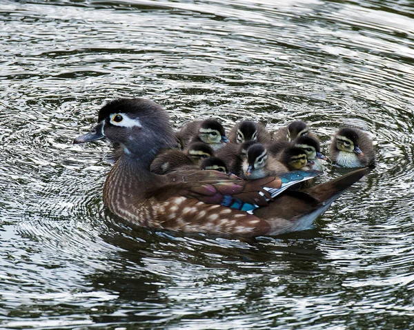 Pato Madre Con Sus Bebés Agua Mostrando Plumas Cuerpos Ojos — Foto de Stock