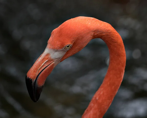 Tête Oiseau Flamingo Vue Près Montrant Belle Tête Bec Oeil — Photo