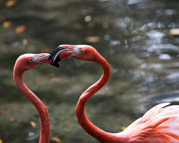 Flamingo Bird Couple Water Interacting Close View Displaying Its Beautiful — Stok fotoğraf