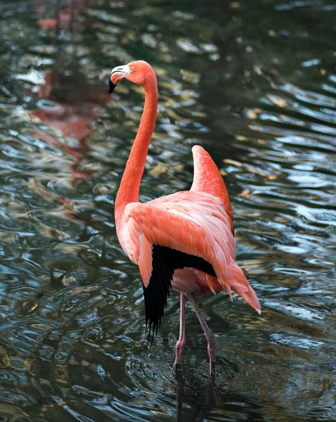 Flamingo Bird Close Profile View Water Exibindo Suas Asas Espalhadas — Fotografia de Stock