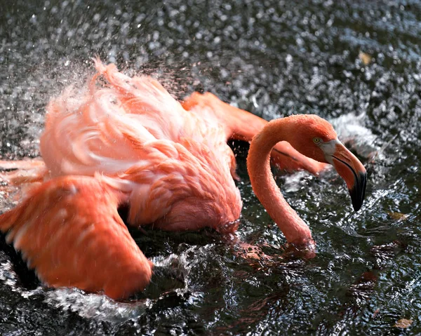 Flamingo Pássaro Água Uma Vista Perto Banho Com Água Salpicando — Fotografia de Stock