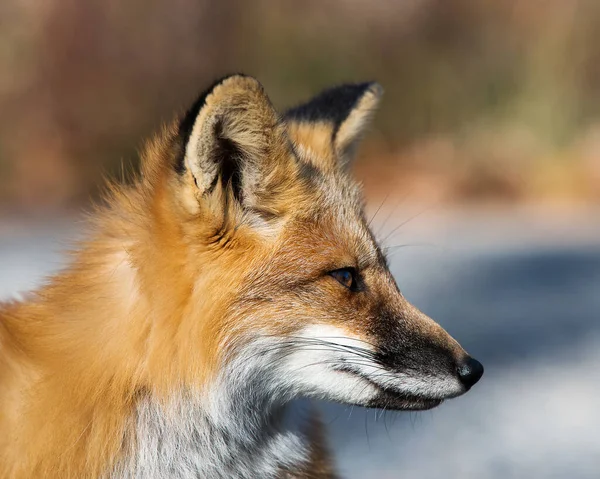 Fox Red Fox Head Close Profile Com Fundo Bokeh Seu — Fotografia de Stock