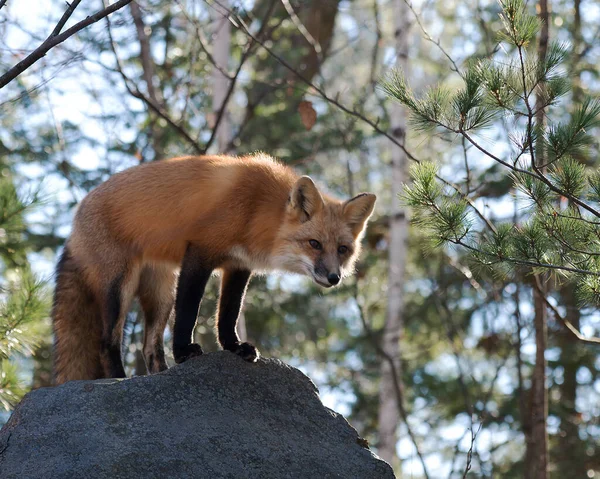 Fox Red Fox Dier Rustend Een Rots Het Bos Genietend — Stockfoto